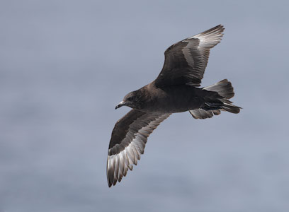 Pomarine Jaeger (Stercorarius pomarinus) photo