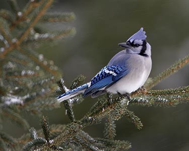 Blue Jay (Cyanocitta cristata) photo