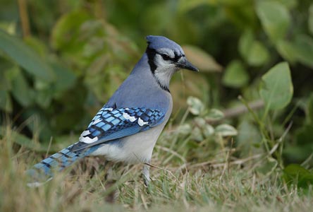 Blue Jay (Cyanocitta cristata) photo