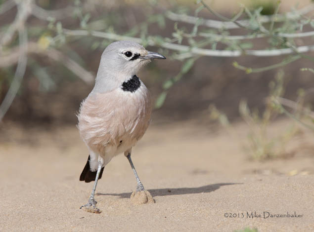 Pander's Ground Jay (Podoces panderi) photo