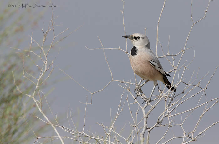 Pander's Ground Jay (Podoces panderi) photo
