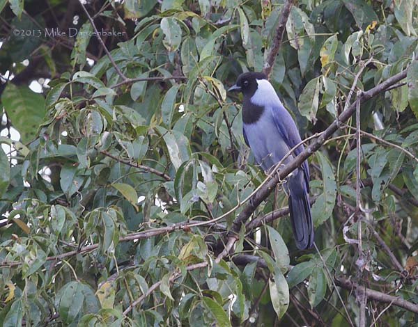 Violaceous Jay (Cyanocorax violaceus) photo