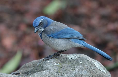 Western Scrub-Jay (Aphelocoma californica) photo