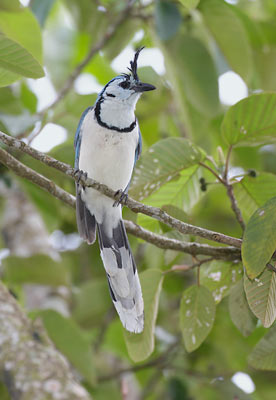 White-throated Magpie-Jay (Calocitta formosa) photo