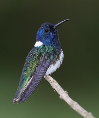 White-necked Jacobin (Florisuga mellivora) photo