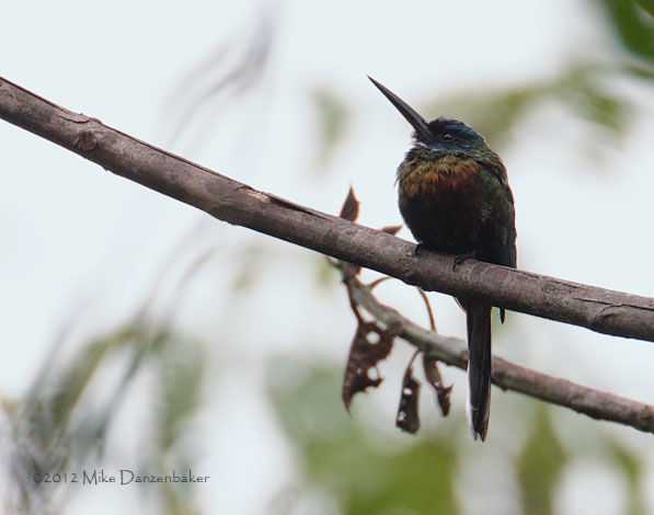 Purplish Jacamar (Galbula chalcothorax) photo