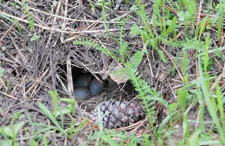 Dark-eyed Junco (Junco hyemalis) photo