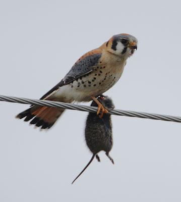 American Kestrel (Falco sparverius) photo