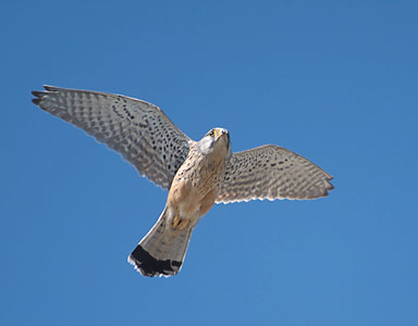 Common Kestrel (Falco tinnunculus) photo