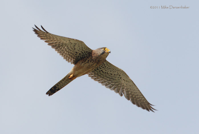 Common Kestrel (Falco tinnunculus) photo