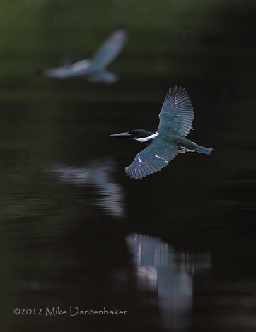 Amazon Kingfisher (Chloroceryle amazona) photo