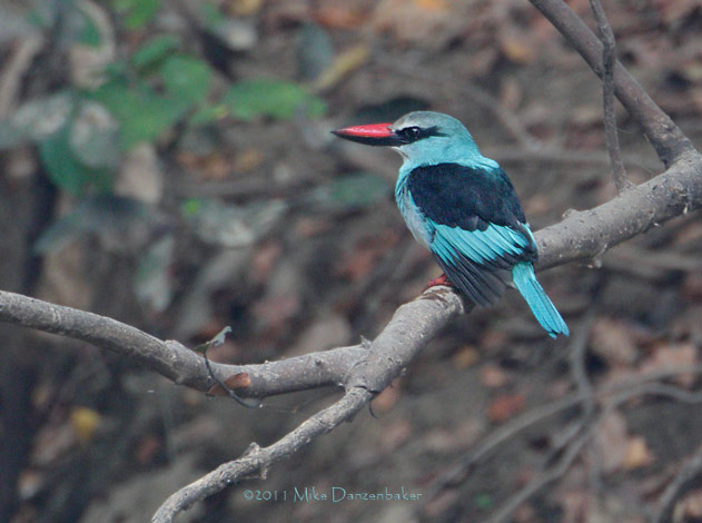 Blue-breasted Kingfisher (Halcyon malimbica) photo