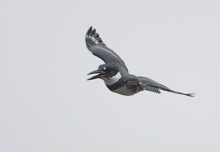 Belted Kingfisher (Ceryle alcyon) photo