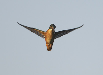Common Kingfisher (Alcedo atthis) photo