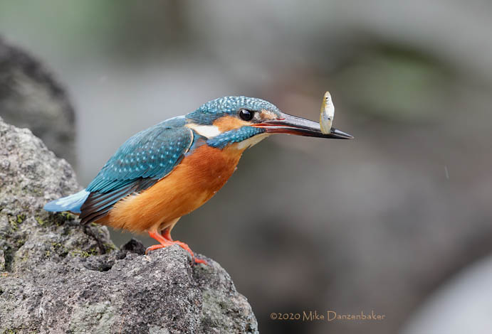 Common Kingfisher (Alcedo atthis) photo