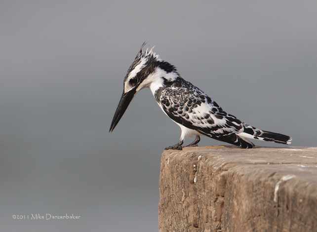 Pied Kingfisher (Ceryle rudis) photo
