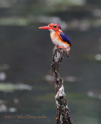 White-bellied Kingfisher (Corythornis leucogaster) photo