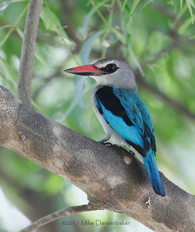 Woodland Kingfisher (Halcyon senegalensis) photo