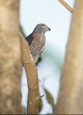 Double-toothed Kite (Harpagus bidentatus) photo