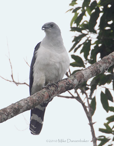 Gray-headed Kite (Leptodon cayanensis) photo