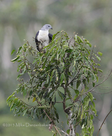 Gray-headed Kite (Leptodon cayanensis) photo