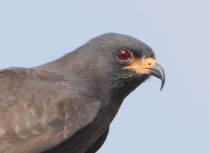Snail Kite (Rostrhamus sociabilis) photo