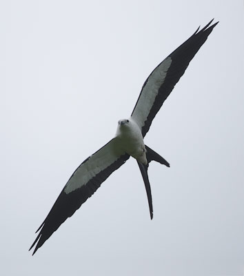 Swallow-tailed Kite (Elanoides forficatus) photo