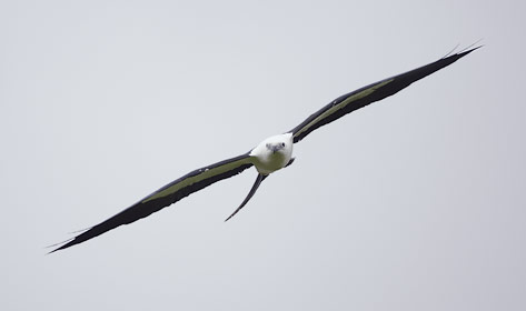 Swallow-tailed Kite (Elanoides forficatus) photo