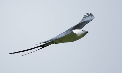 Swallow-tailed Kite (Elanoides forficatus) photo