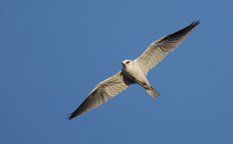 White-tailed Kite (Elanus leucurus) photo