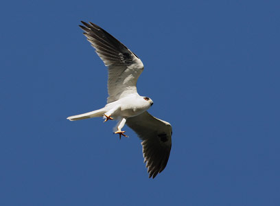 White-tailed Kite (Elanus leucurus) photo