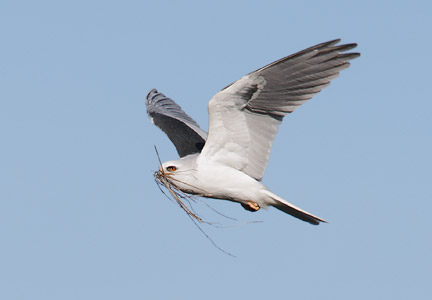 White-tailed Kite (Elanus leucurus) photo