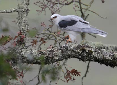 White-tailed Kite (Elanus leucurus) photo