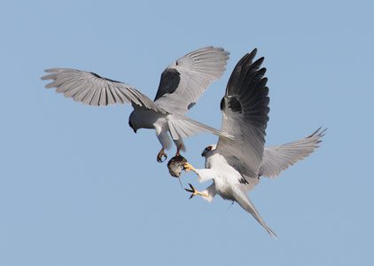 White-tailed Kite (Elanus leucurus) photo