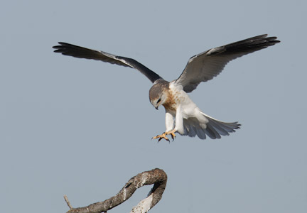 White-tailed Kite (Elanus leucurus) photo