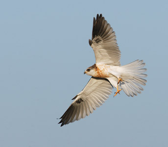 White-tailed Kite (Elanus leucurus) photo