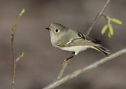 Ruby-crowned Kinglet (Regulus calendula) photo