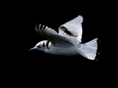 Black-legged Kittiwake (Rissa tridactyla) photo
