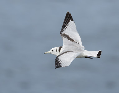 Black-legged Kittiwake (Rissa tridactyla) photo