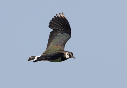 Northern Lapwing (Vanellus vanellus) photo
