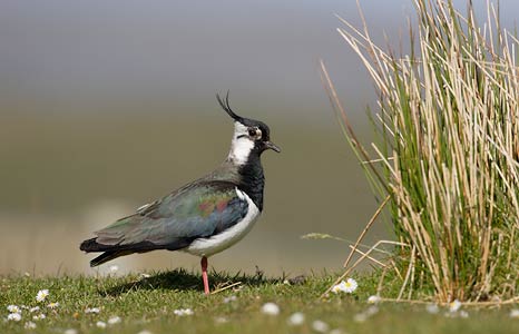Northern Lapwing (Vanellus vanellus) photo