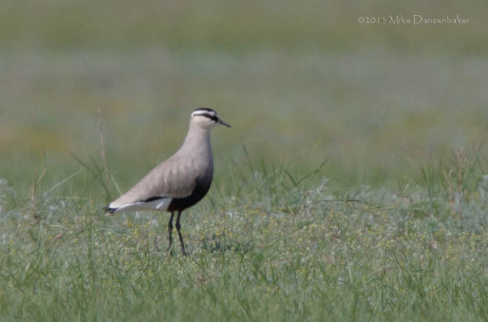 Sociable Lapwing (Vanellus gregarius) photo