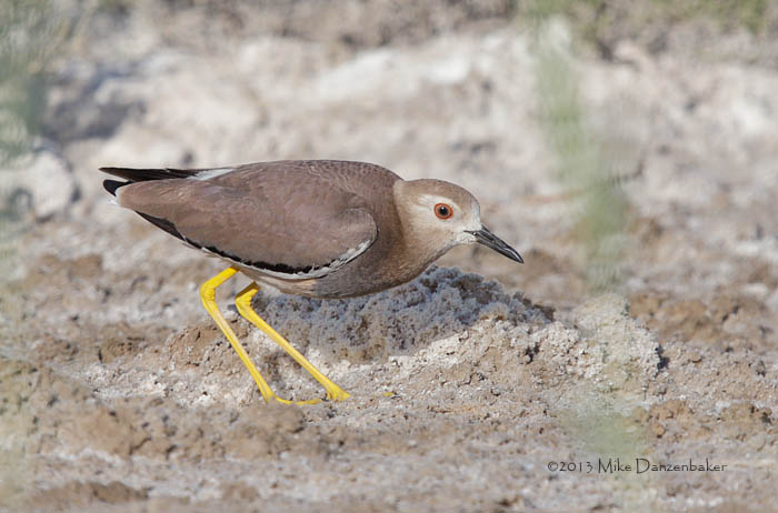 White-tailed Lapwing (Vanellus leucurus) photo