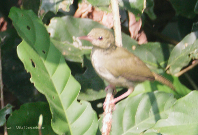 Grey Longbill (Macrosphenus concolor) photo