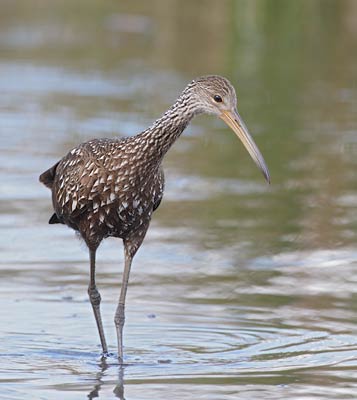 Limpkin (Aramus guarauna) photo