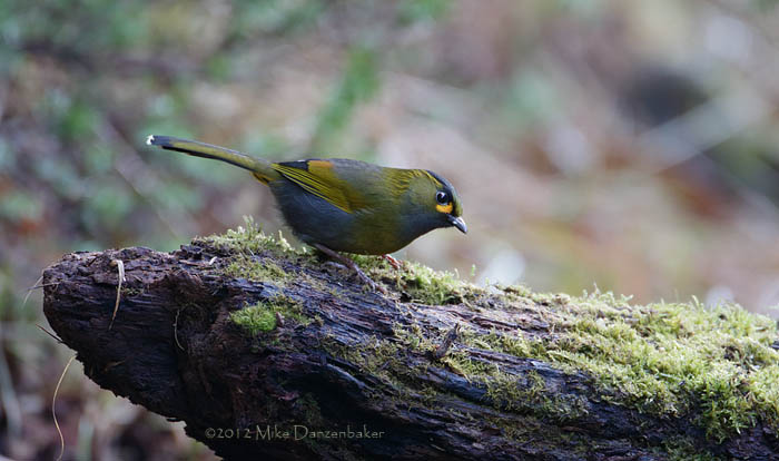 Steere's Liocichla (Liocichla steerii) photo