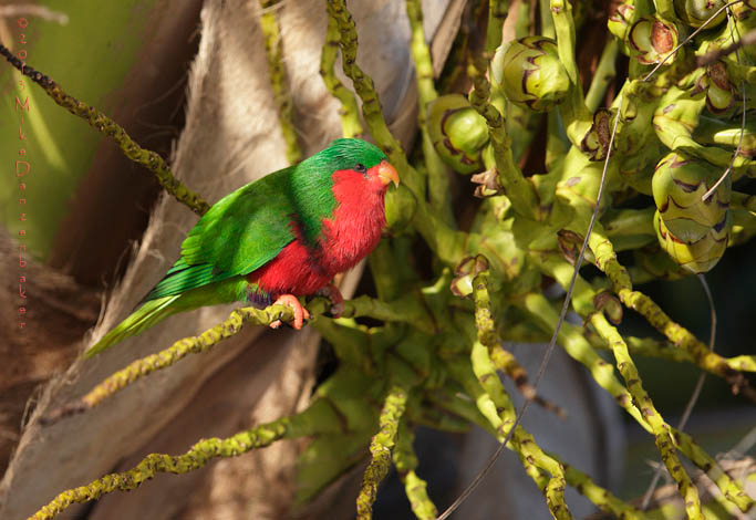 Stephen's Lorikeet (Vini stepheni) photo