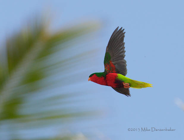 Stephen's Lorikeet (Vini stepheni) photo