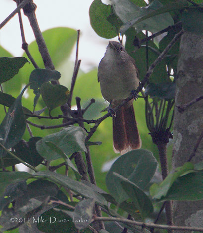 Red-tailed Leaflove (Phyllastrephus scandens) photo