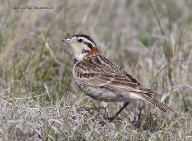 Chestnut-collared Longspur (Calcarius ornatus) photo